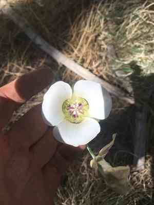 Doubting mariposa lily(Calochortus ambiguus)