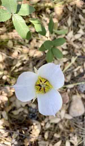 Doubting mariposa lily(Calochortus ambiguus)