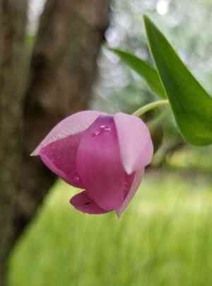 Purple fairy-lantern(Calochortus amoenus)