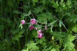 Purple fairy-lantern(Calochortus amoenus)