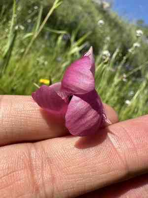 Purple fairy-lantern(Calochortus amoenus)