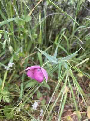 Purple fairy-lantern(Calochortus amoenus)