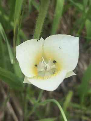 Pointedtip mariposa lily(Calochortus apiculatus)