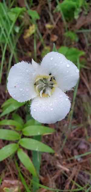 Pointedtip mariposa lily(Calochortus apiculatus)