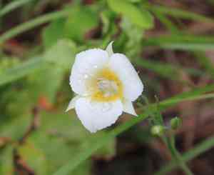 Pointedtip mariposa lily(Calochortus apiculatus)