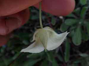 Pointedtip mariposa lily(Calochortus apiculatus)