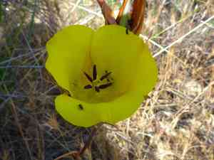 Slender mariposa lily(Calochortus clavatus)