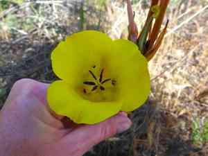 Slender mariposa lily(Calochortus clavatus)