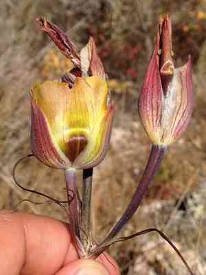 Slender mariposa lily(Calochortus clavatus)
