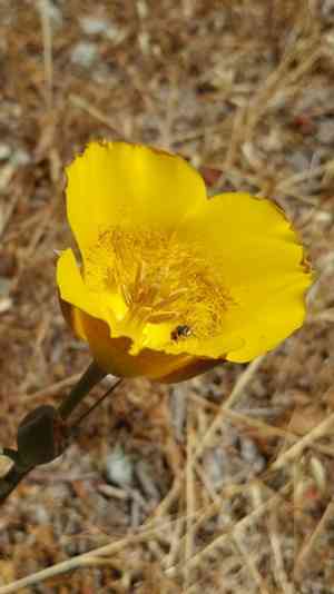 Slender mariposa lily(Calochortus clavatus)