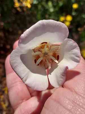 Dunn's mariposa lily(Calochortus dunnii)