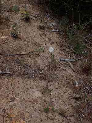 Dunn's mariposa lily(Calochortus dunnii)