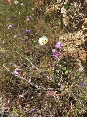 Dunn's mariposa lily(Calochortus dunnii)