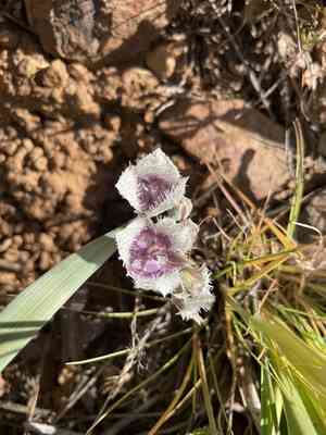Elegant mariposa lily(Calochortus elegans)