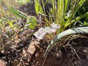 Elegant mariposa lily(Calochortus elegans)