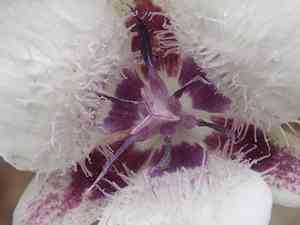 Elegant mariposa lily(Calochortus elegans)