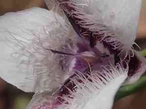 Elegant mariposa lily(Calochortus elegans)