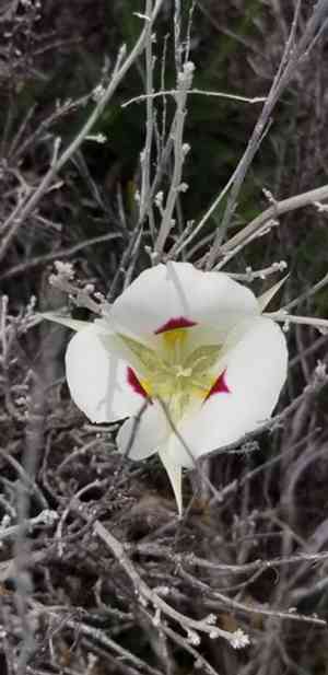 White mariposa lily(Calochortus eurycarpus)