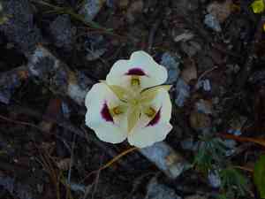 White mariposa lily(Calochortus eurycarpus)