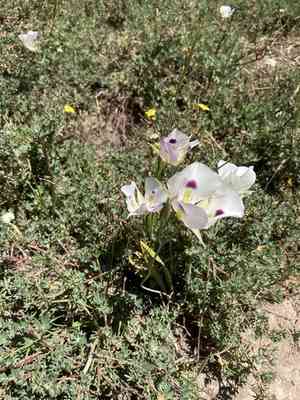 White mariposa lily(Calochortus eurycarpus)