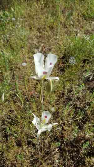 White mariposa lily(Calochortus eurycarpus)