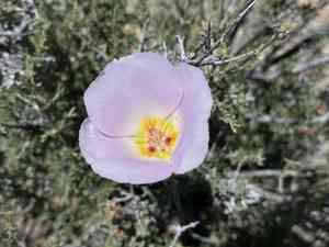Winding mariposa lily(Calochortus flexuosus)
