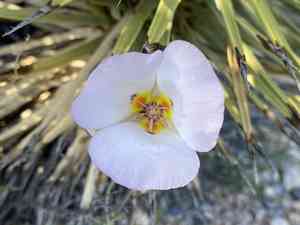Winding mariposa lily(Calochortus flexuosus)