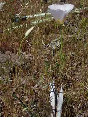 Winding mariposa lily(Calochortus flexuosus)