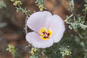 Winding mariposa lily(Calochortus flexuosus)