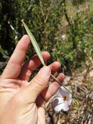 Plain mariposa lily(Calochortus invenustus)