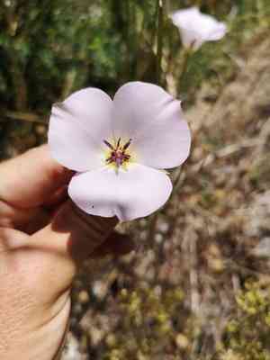 Plain mariposa lily(Calochortus invenustus)