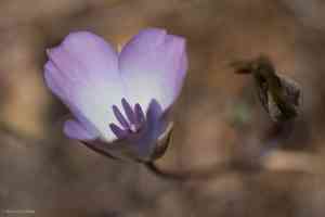 Plain mariposa lily(Calochortus invenustus)