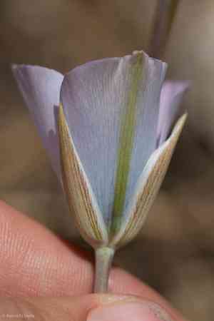 Plain mariposa lily(Calochortus invenustus)