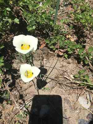Smokey mariposa(Calochortus leichtlinii)