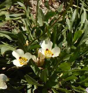 Smokey mariposa(Calochortus leichtlinii)
