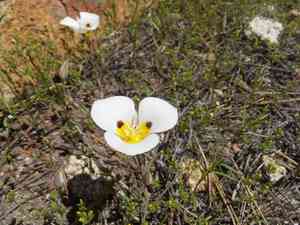 Smokey mariposa(Calochortus leichtlinii)