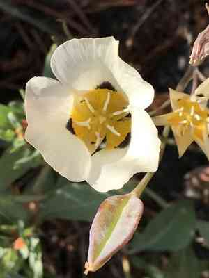 Smokey mariposa(Calochortus leichtlinii)