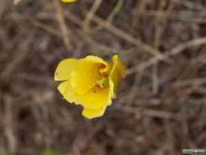 Gold nuggets(Calochortus luteus)