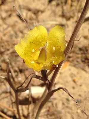 Gold nuggets(Calochortus luteus)