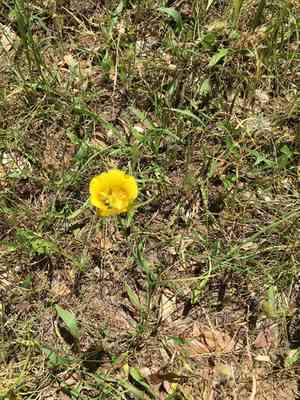 Gold nuggets(Calochortus luteus)