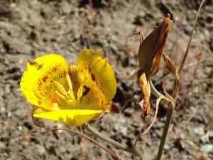 Gold nuggets(Calochortus luteus)