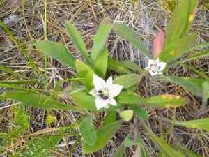 Lyall's mariposa lily(Calochortus lyallii)