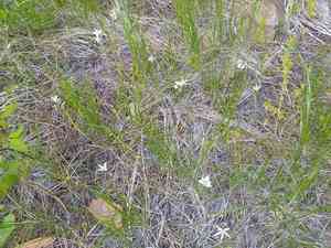 Lyall's mariposa lily(Calochortus lyallii)
