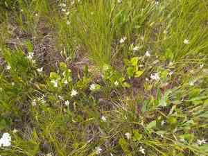 Lyall's mariposa lily(Calochortus lyallii)