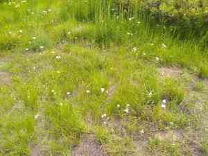 Lyall's mariposa lily(Calochortus lyallii)