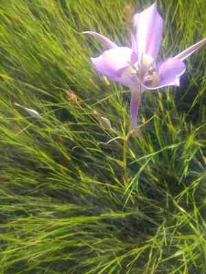 Sagebrush mariposa lily(Calochortus macrocarpus)