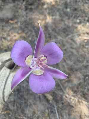 Sagebrush mariposa lily(Calochortus macrocarpus)