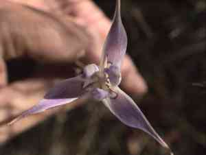 Sagebrush mariposa lily(Calochortus macrocarpus)