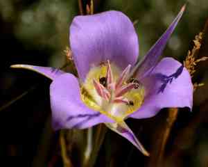 Sagebrush mariposa lily(Calochortus macrocarpus)