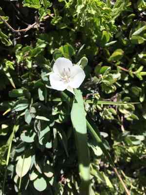 Sierra mariposa lily(Calochortus minimus)